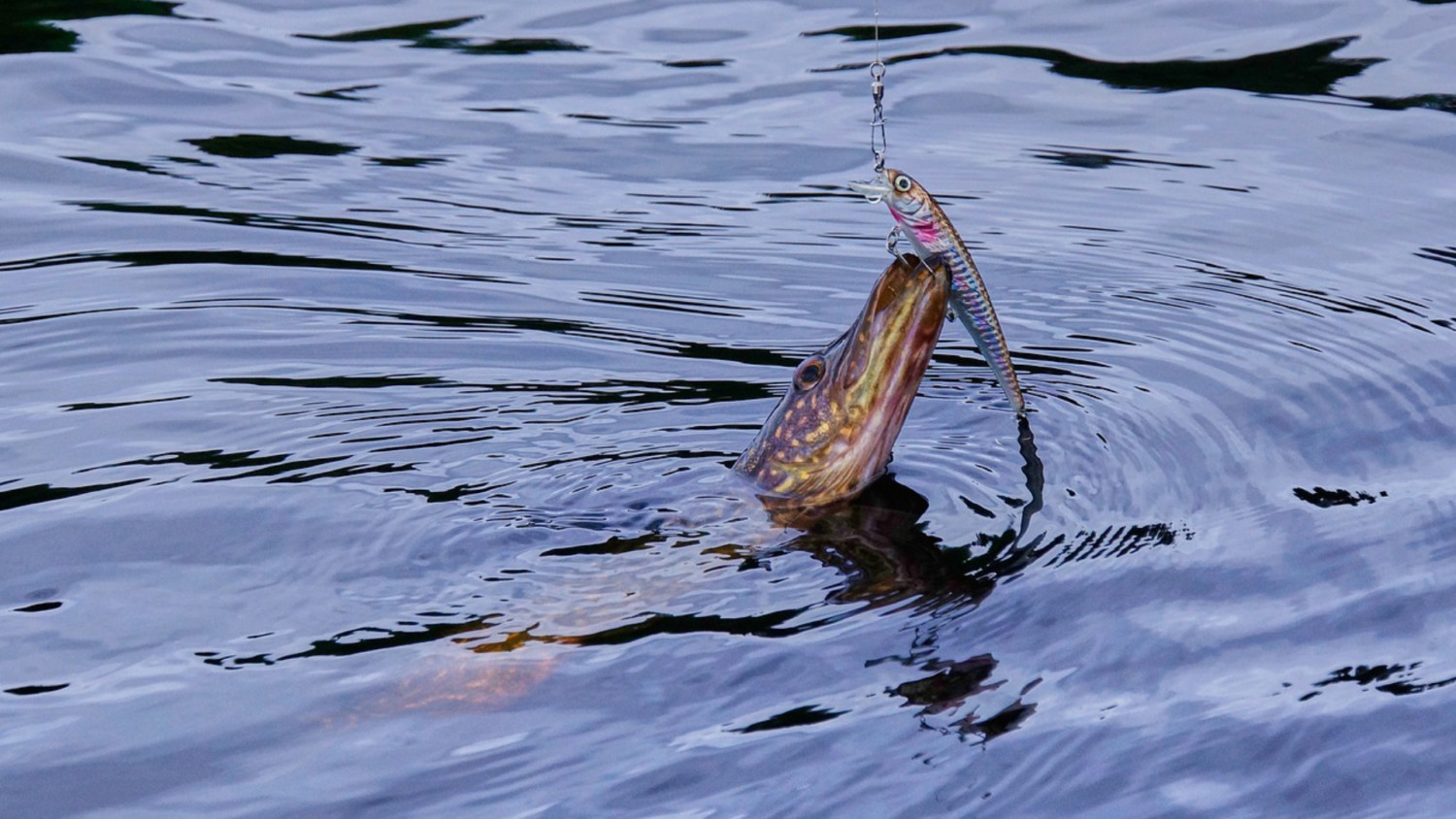 Fishing – Vartorps Gård – Vartorps Gård – en småländsk oas